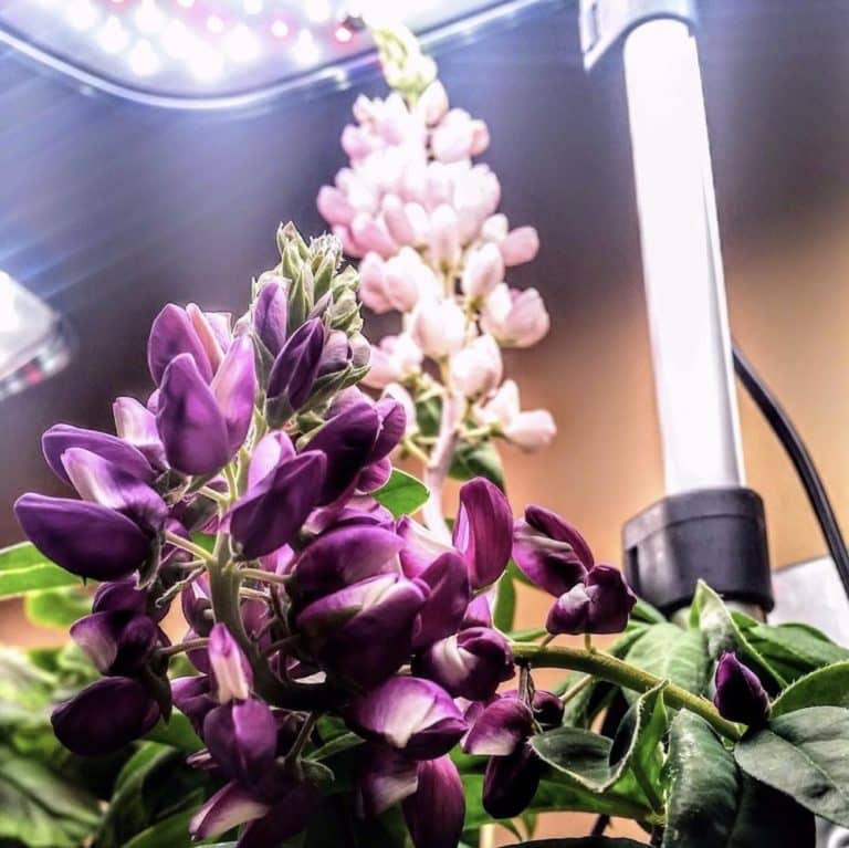 AeroGarden Review - Must Read This Before Buying