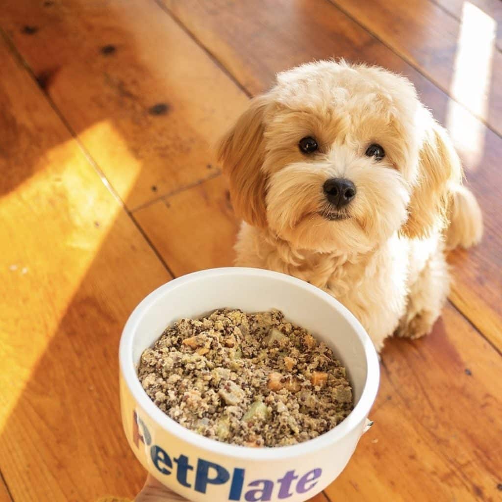 Pet Plate Dog Food Review