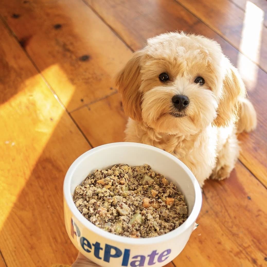 Pet Plate Dog Food Review Must Read This Before Buying