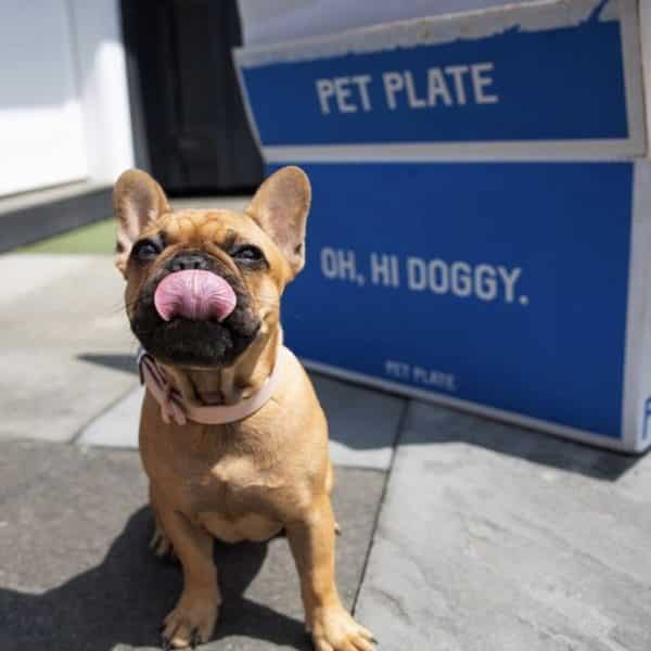 Pet Plate Dog Food Review Must Read This Before Buying