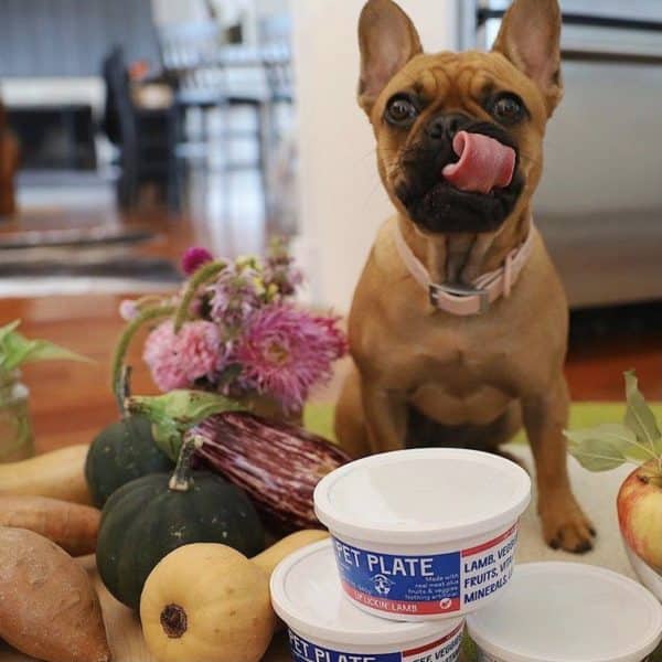 Pet Plate Dog Food Review Must Read This Before Buying