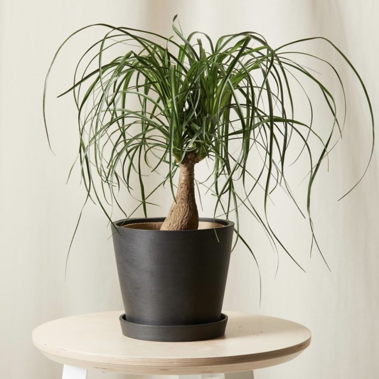 Bloomscape Plants Review Must Read This Before Buying