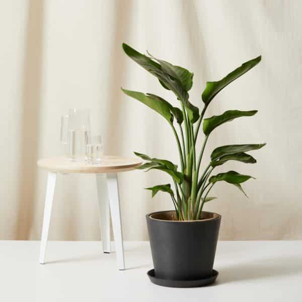 Bloomscape Plants Review Must Read This Before Buying