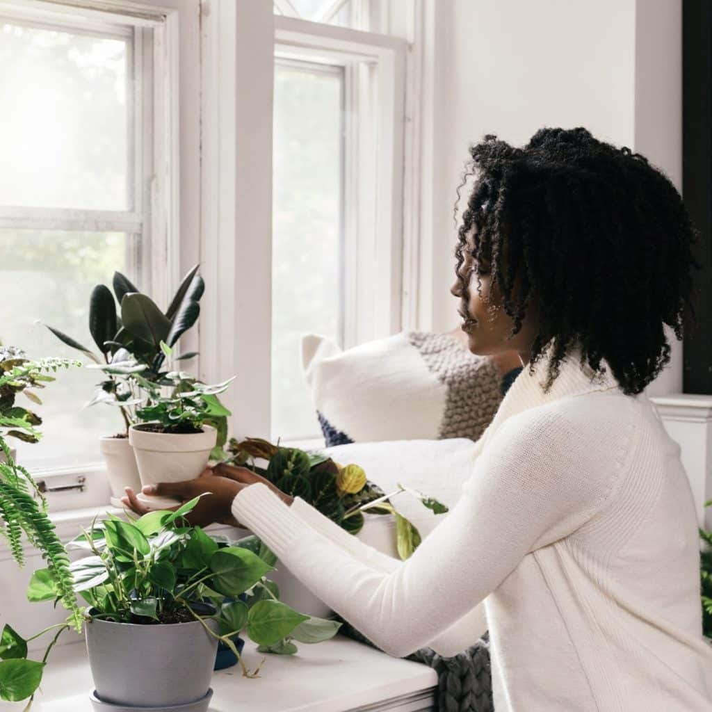 Bloomscape Plants Review Must Read This Before Buying