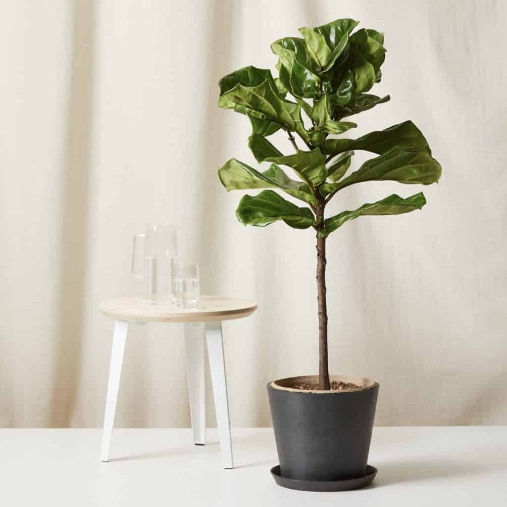 Bloomscape Plants Review Must Read This Before Buying