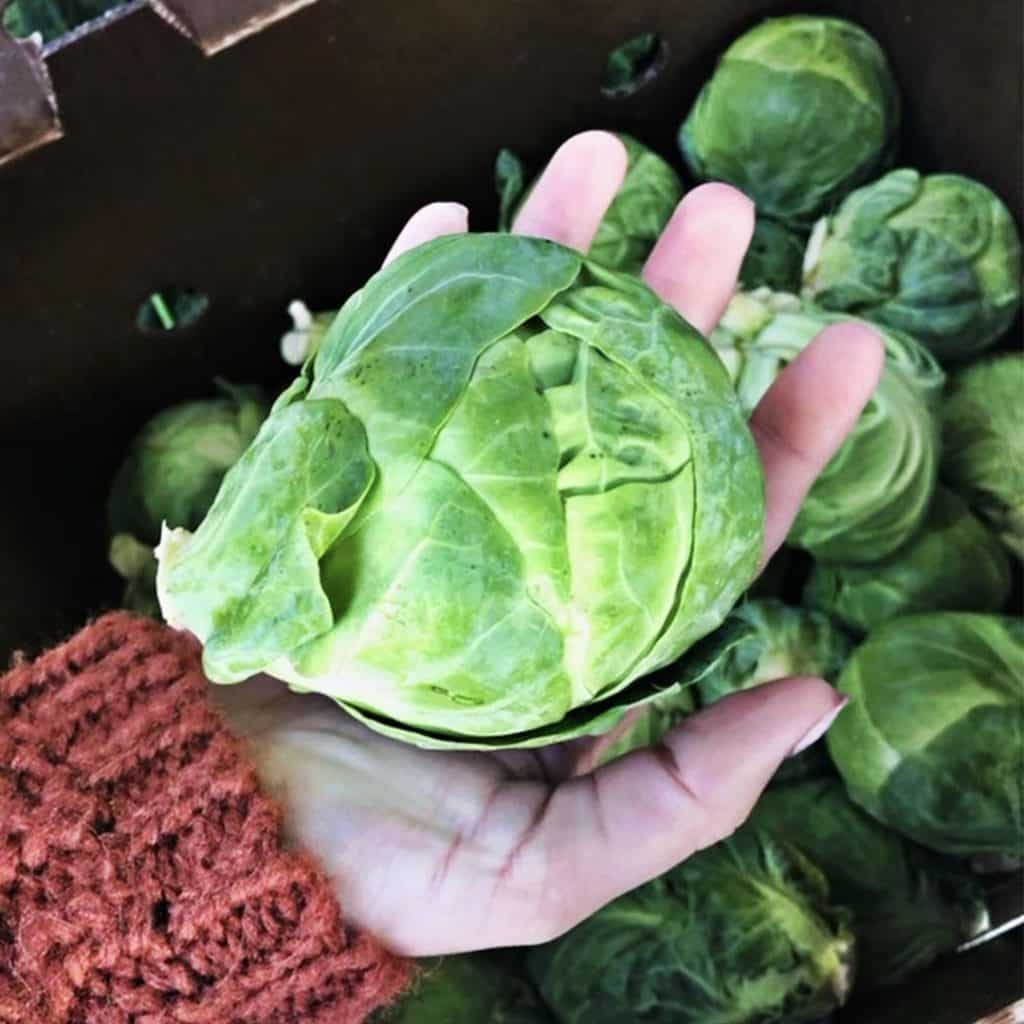 Misfits Market Produce Reviews: What Do Customers Think?