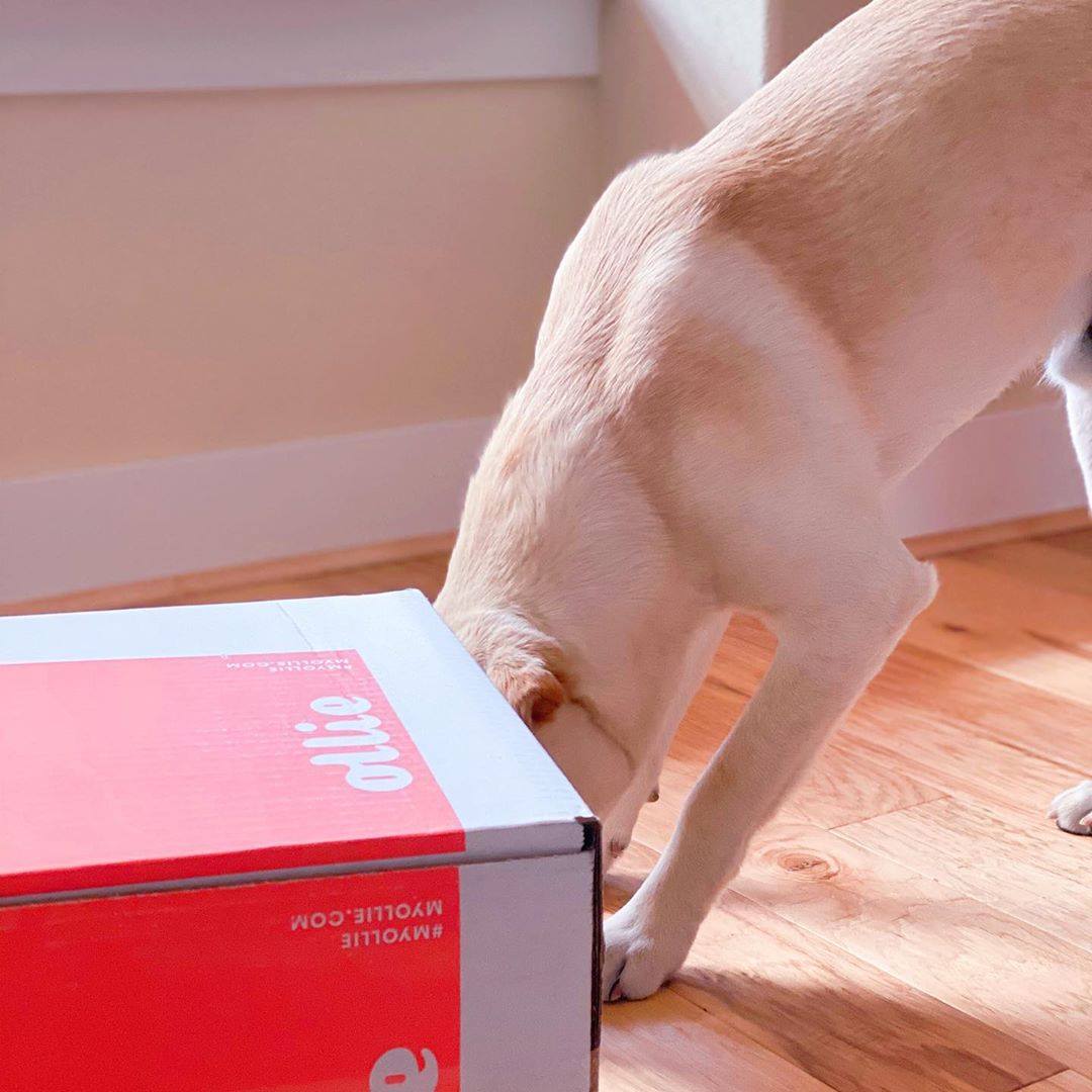 Ollie Dog Food Review Must Read This Before Buying