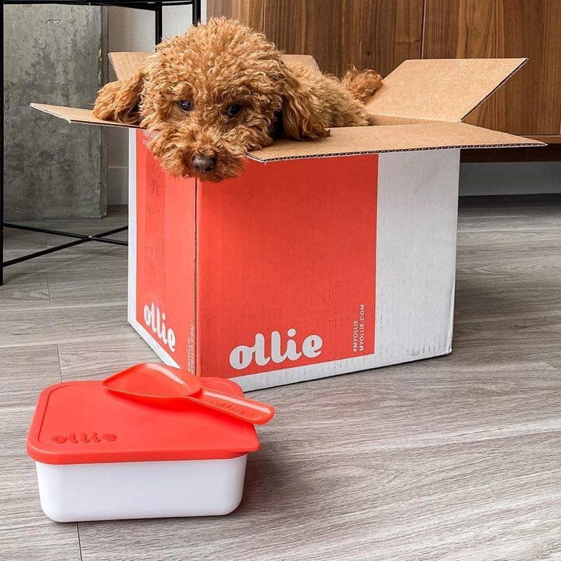 Ollie Dog Food Review 