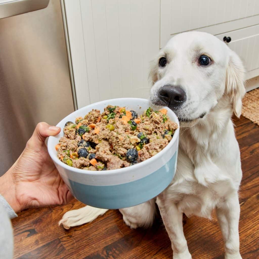 Ollie Dog Food Review 