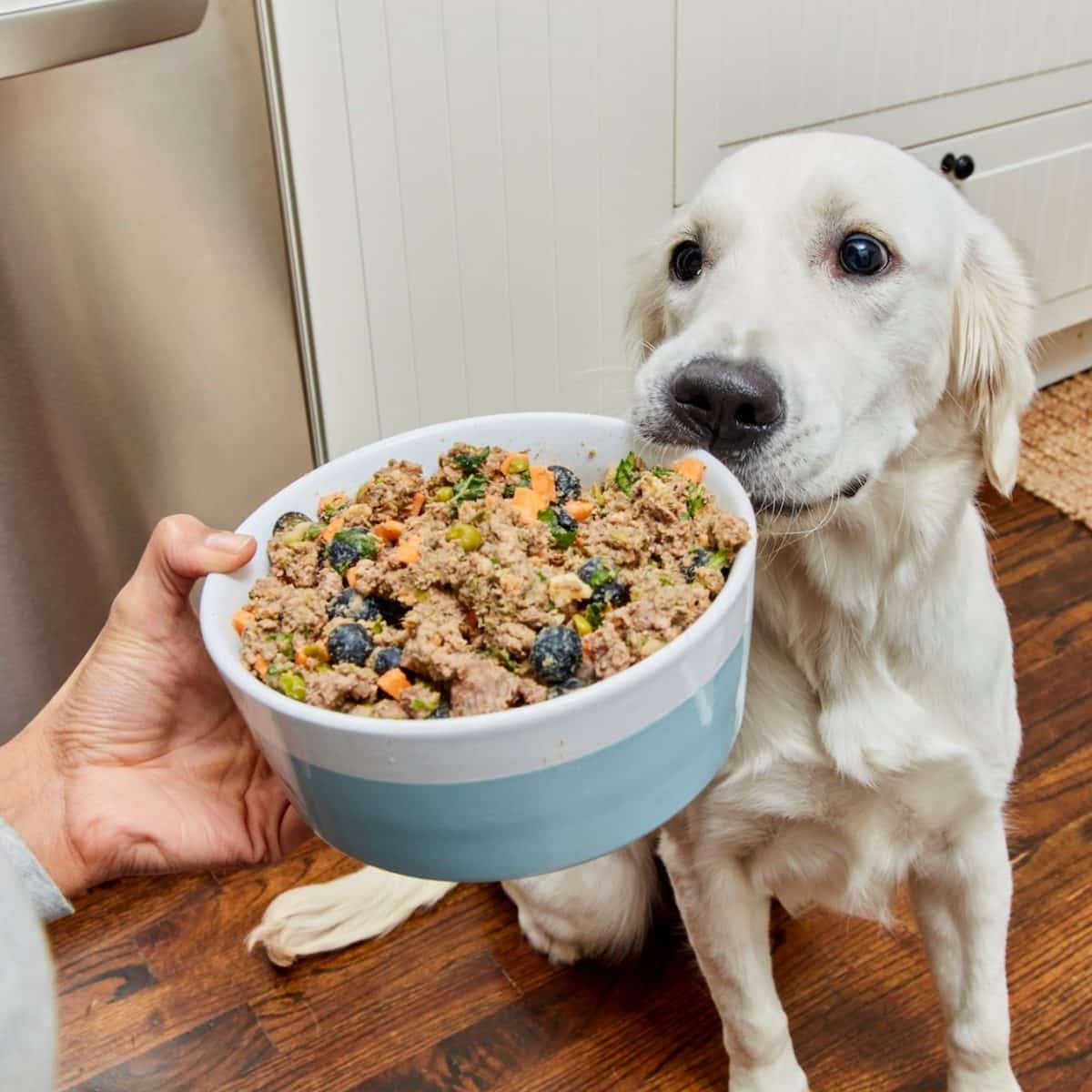Ollie Dog Food Review Must Read This Before Buying