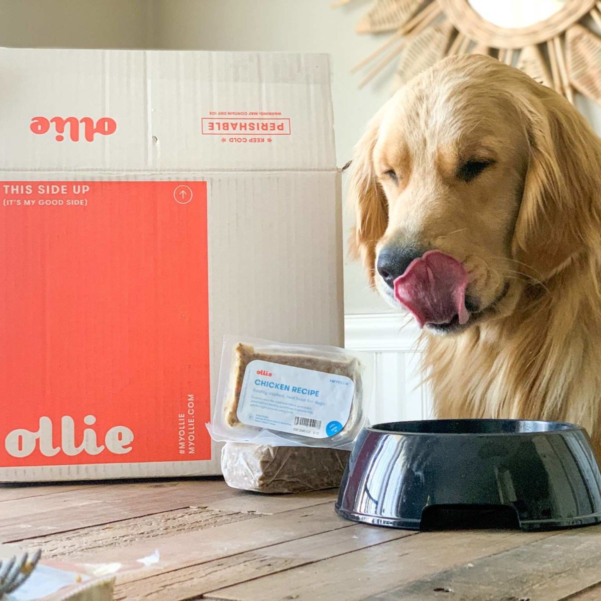 Ollie Dog Food Review Must Read This Before Buying