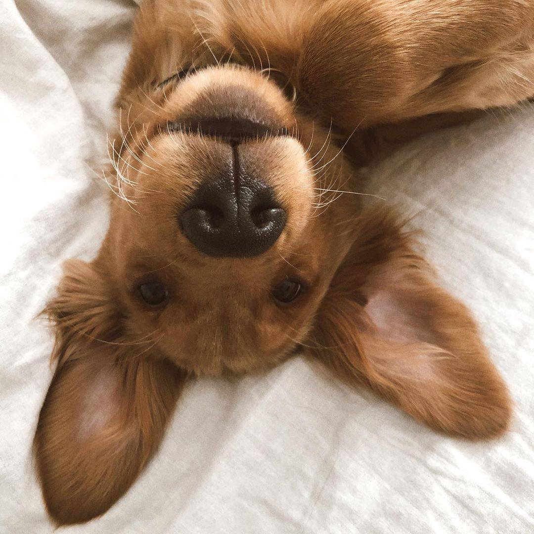 Ollie Dog Food Review Must Read This Before Buying