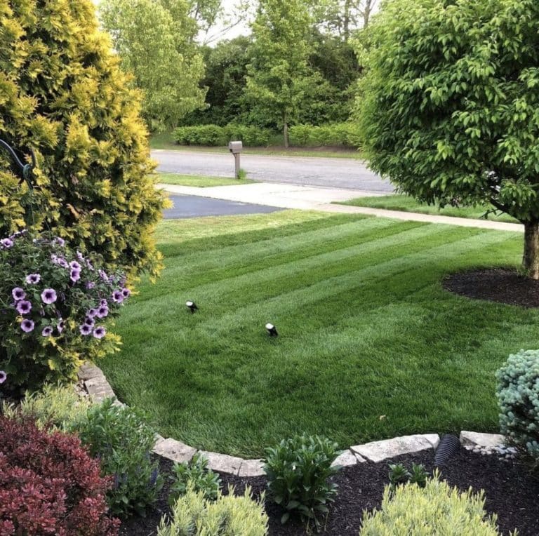 Sunday Lawn Care Review Must Read This Before Buying