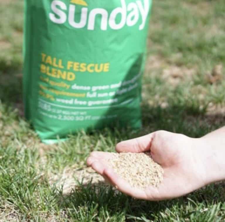 Sunday Lawn Care Review Must Read This Before Buying