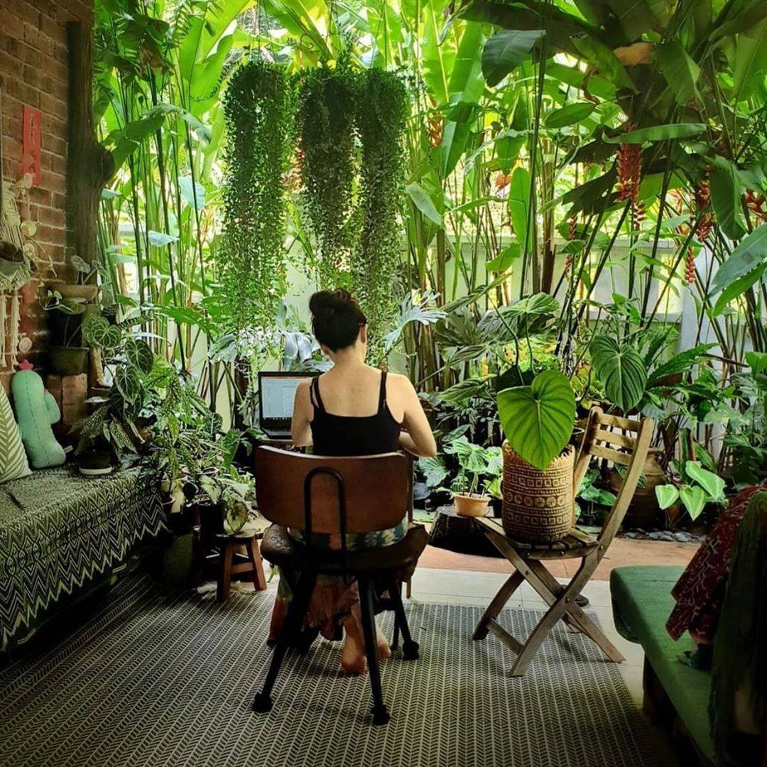 The Sill Plants Review Must Read This Before Buying