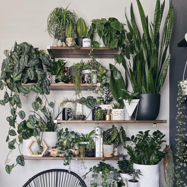 The Sill Plants Review Must Read This Before Buying