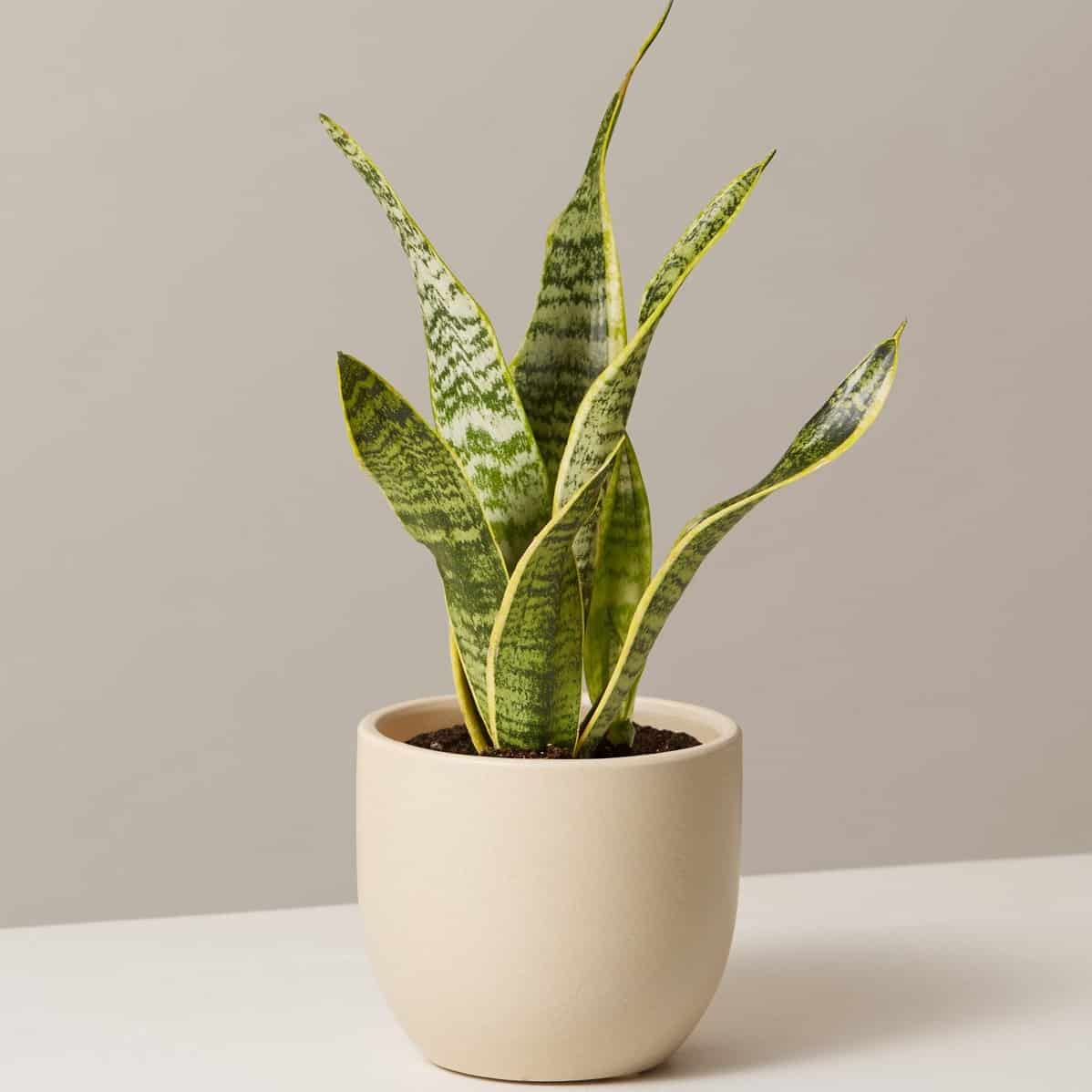 The Sill Plants Review Must Read This Before Buying