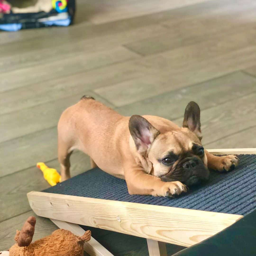 Alpha Paw Ramp Review Must Read This Before Buying