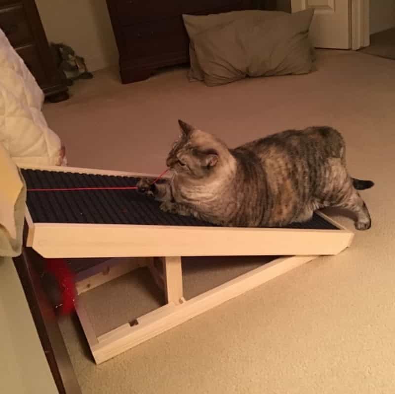 Alpha Paw ScratchyRamp Review