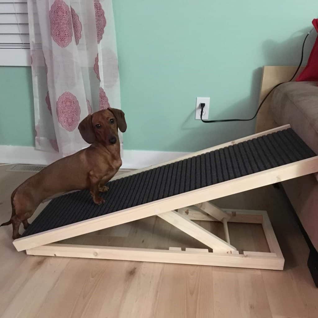 Alpha Paw DachRamp Review