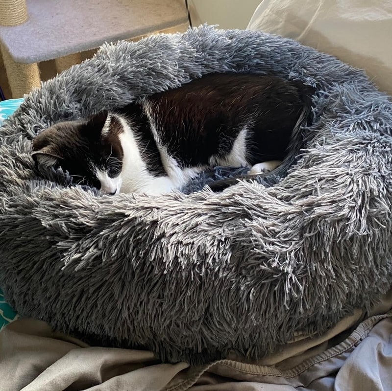 Alpha Paw Cozy Calming Bed for Cats Review