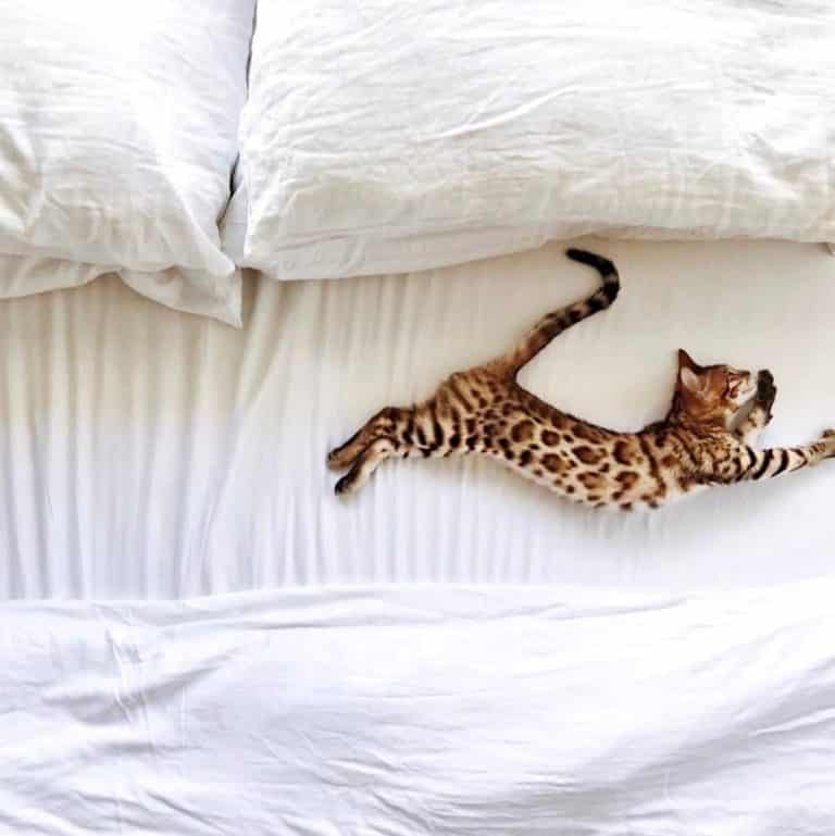 Cozy Earth Sheets Review Must Read This Before Buying