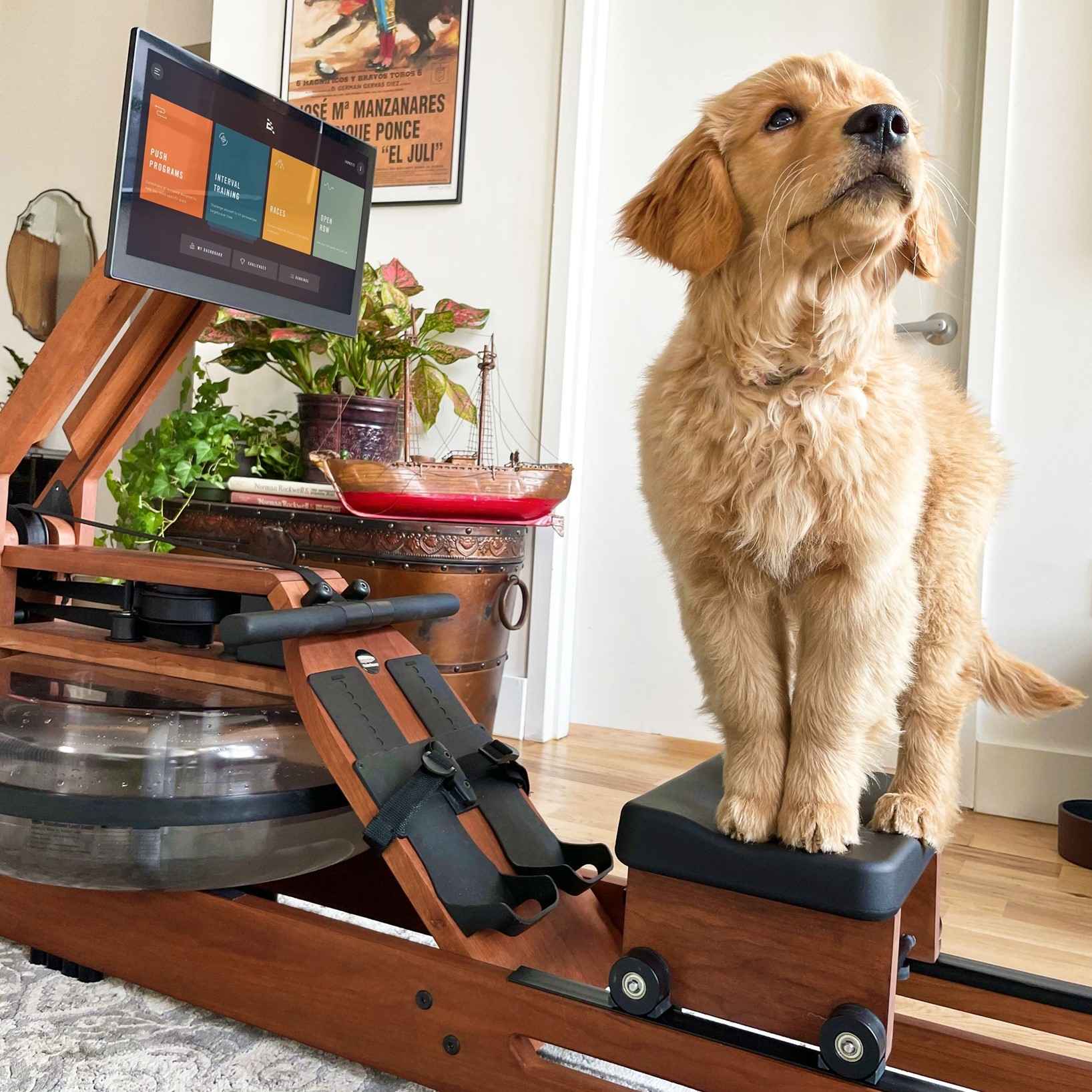 Ergatta Rower Review Must Read This Before Buying