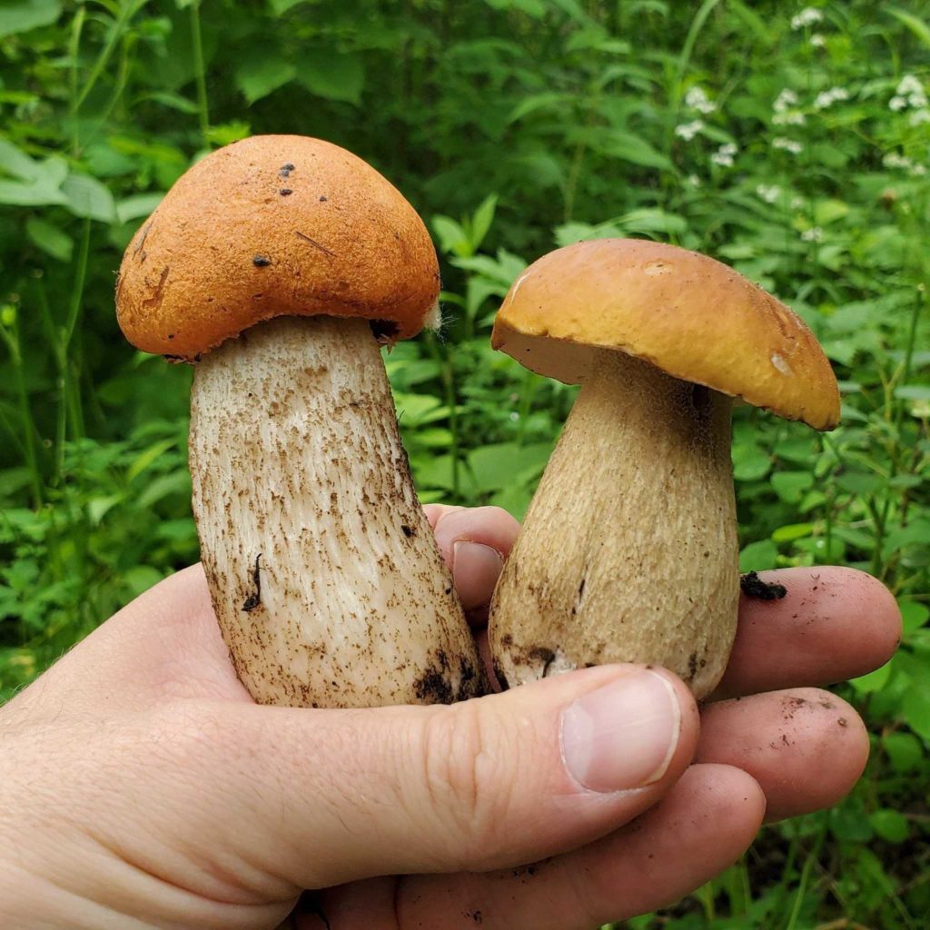 FreshCap mushroom Review