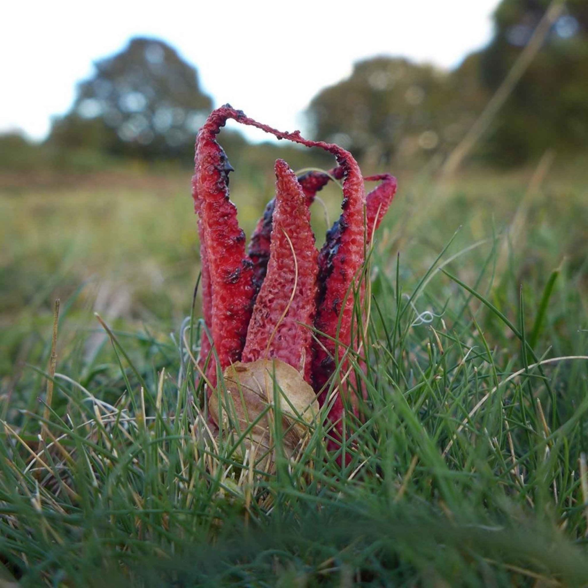 North Spore Review Must Read This Before Buying