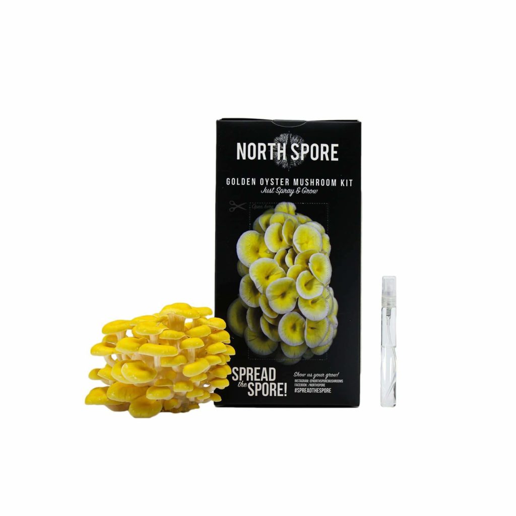 North Spore Review 