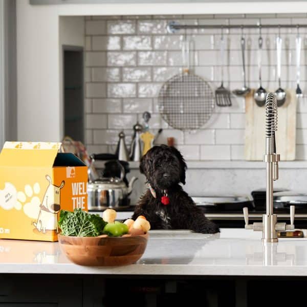 Pure Pet Food Review Must Read This Before Buying