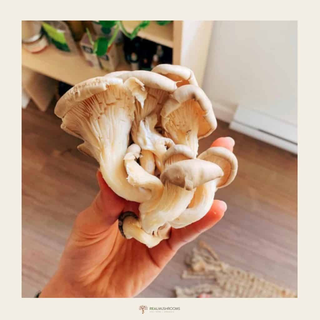 Real Mushrooms Review