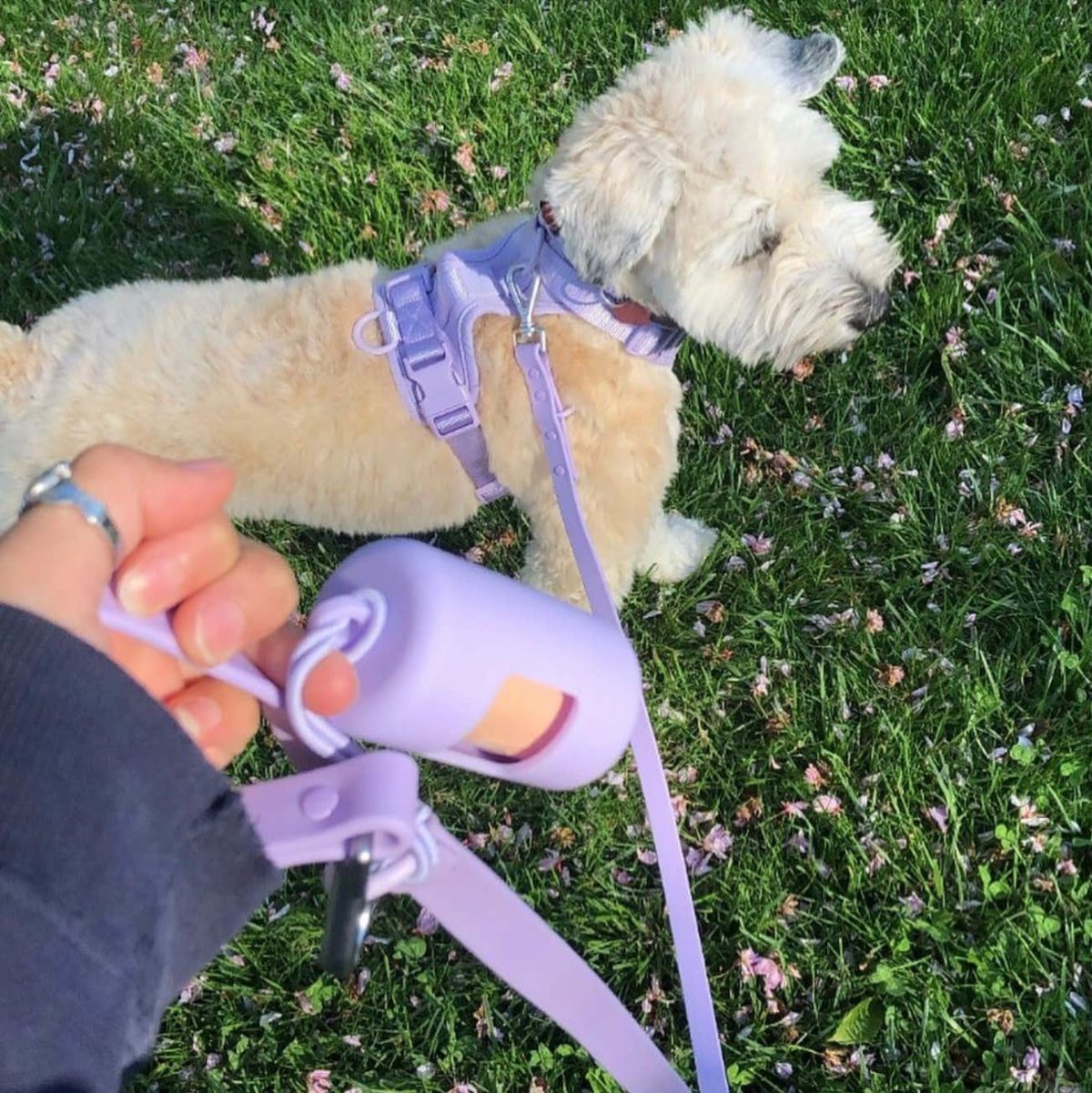 Wild One Harness Review Must Read This Before Buying