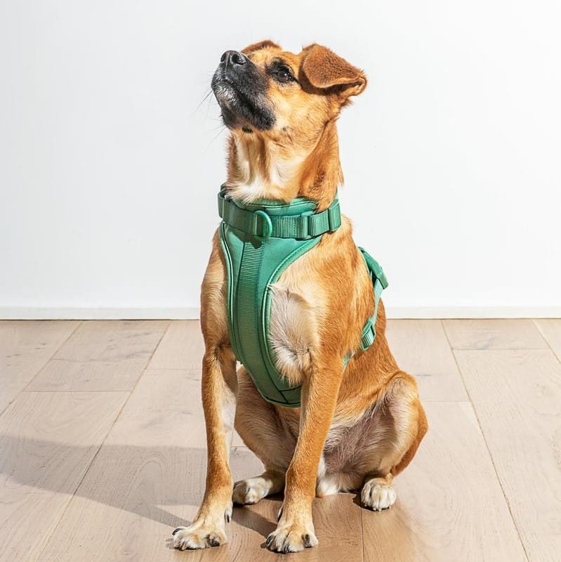 Wild One Dog Harness Review
