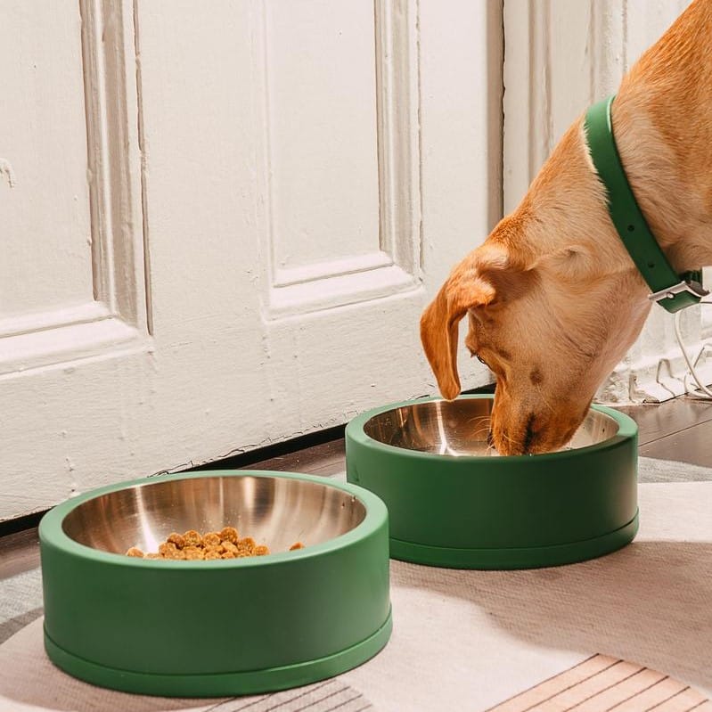 Wild One Dog Bowl Review