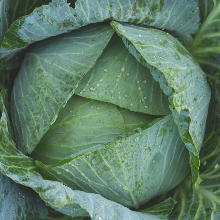 Zoe Test Kit Review Must Read This Before Buying