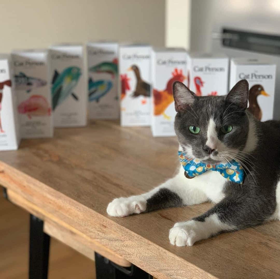 Cat Person Cat Food Subscription Review We Tried It All About Cats