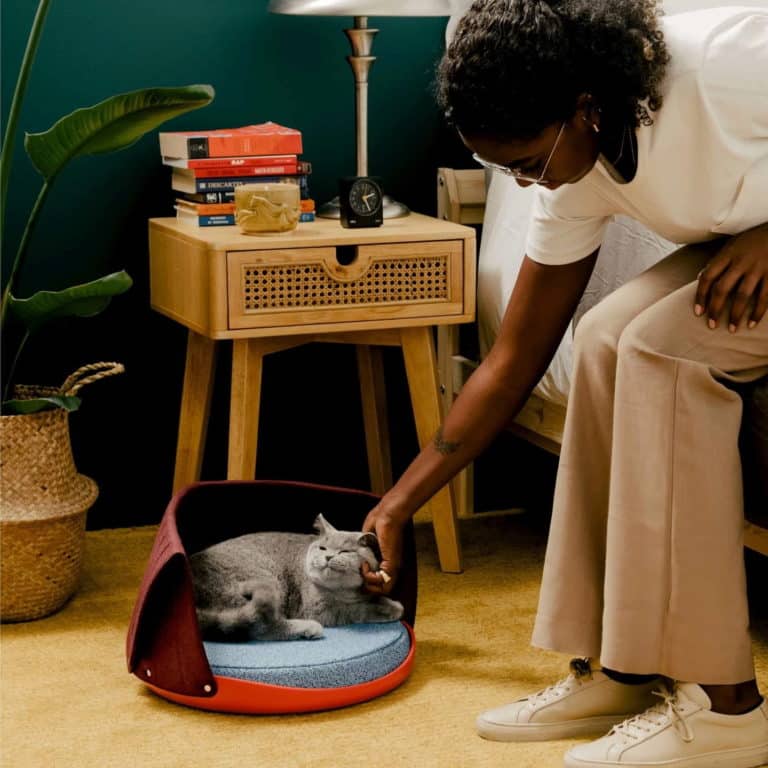 Cat Person Food Review Must Read This Before Buying