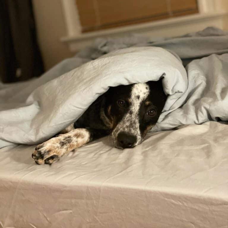 miracle sheets miracle sheets