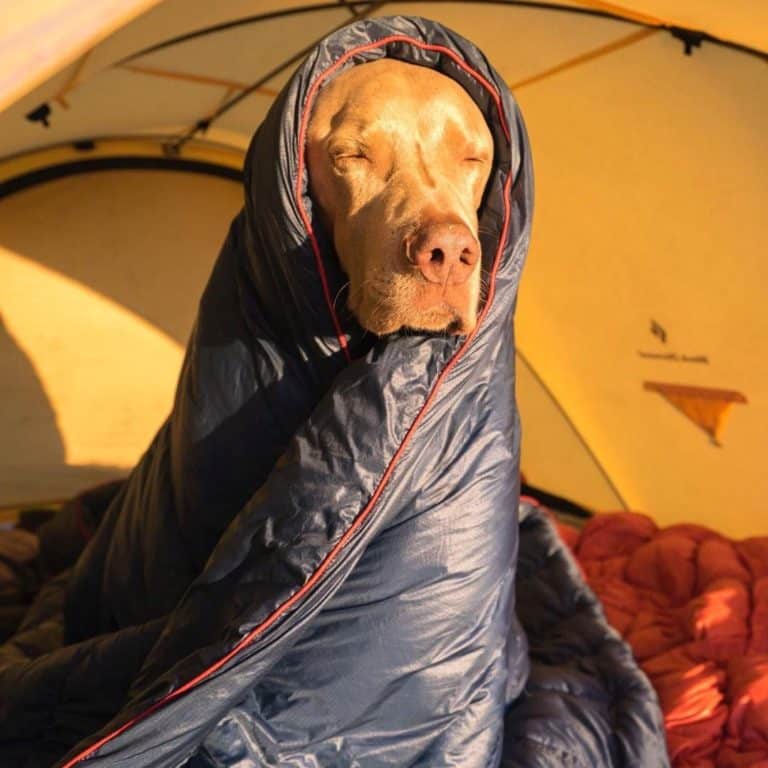 Rumpl Blanket Review Must Read This Before Buying