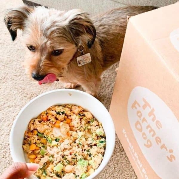 The Farmer's Dog Review Must Read This Before Buying