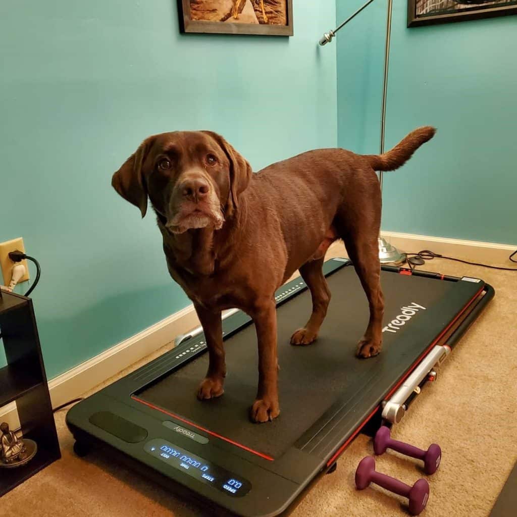 Treadly Treadmill Review