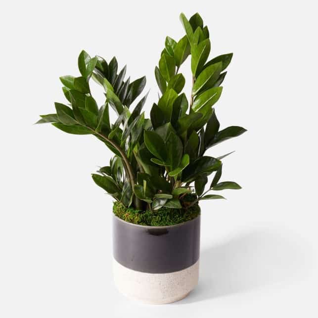 UrbanStems The Bosco Review