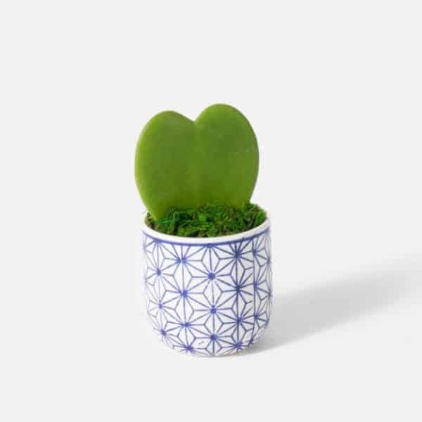 UrbanStems Review Must Read This Before Buying