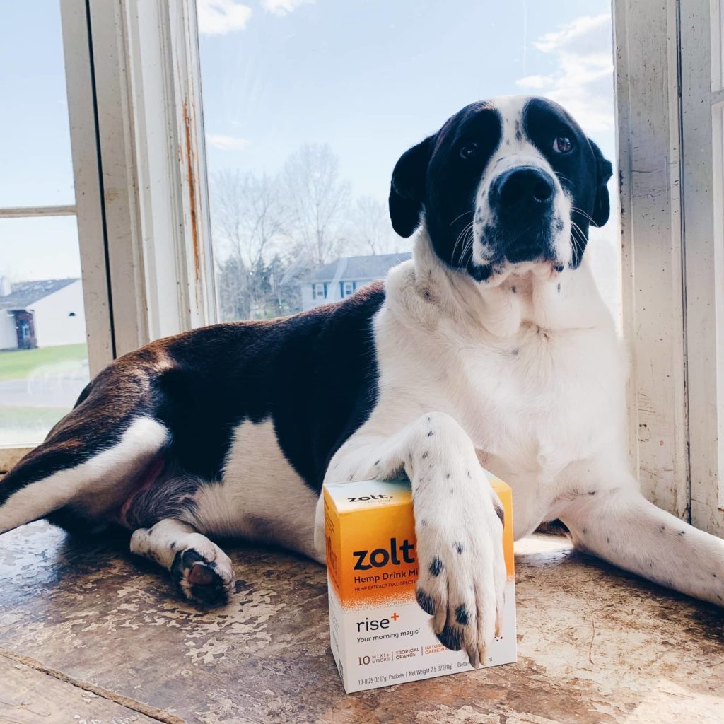 Zolt CBD Drink Mix Review