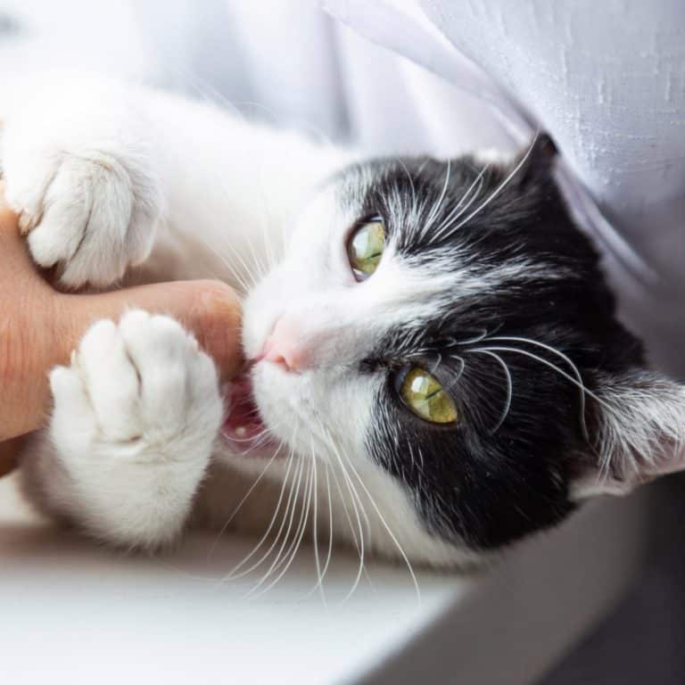 1800PetMeds Review Must Read This Before Buying