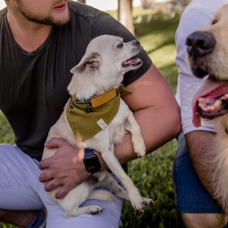 1800PetMeds Review Must Read This Before Buying