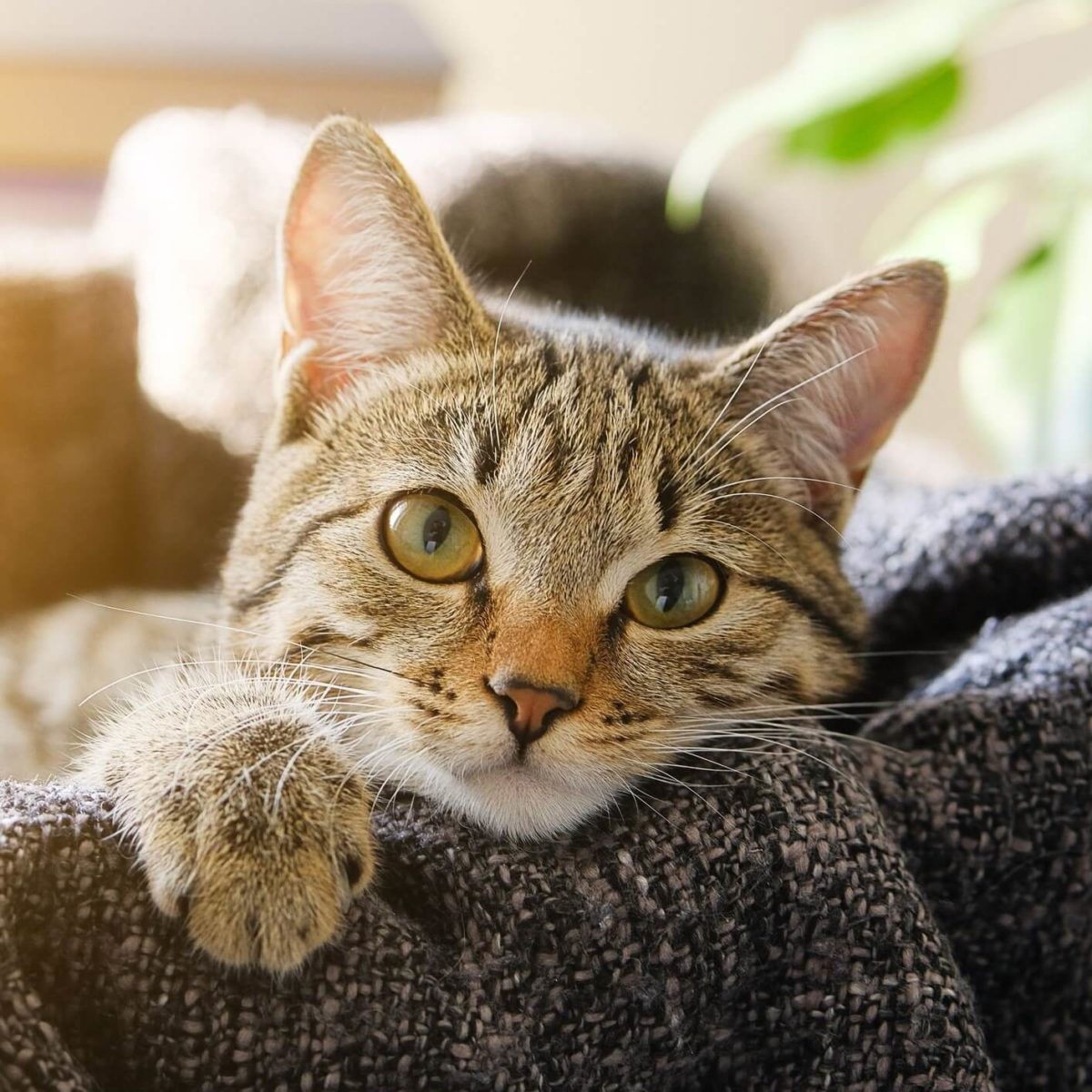 1800PetMeds Review Must Read This Before Buying