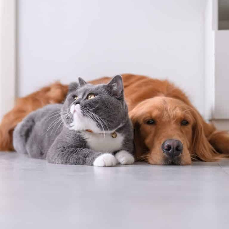 1800PetMeds Review Must Read This Before Buying