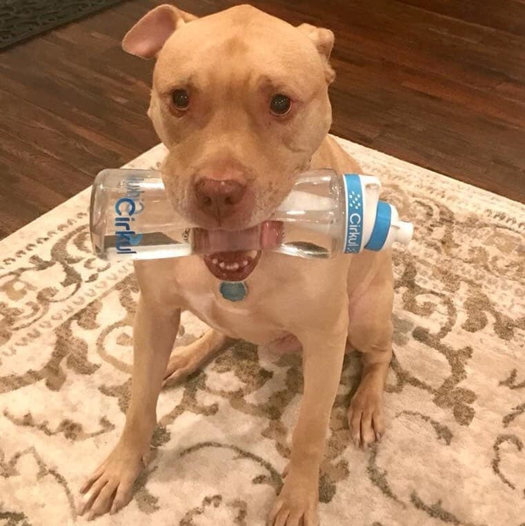Cirkul Water Bottle Review